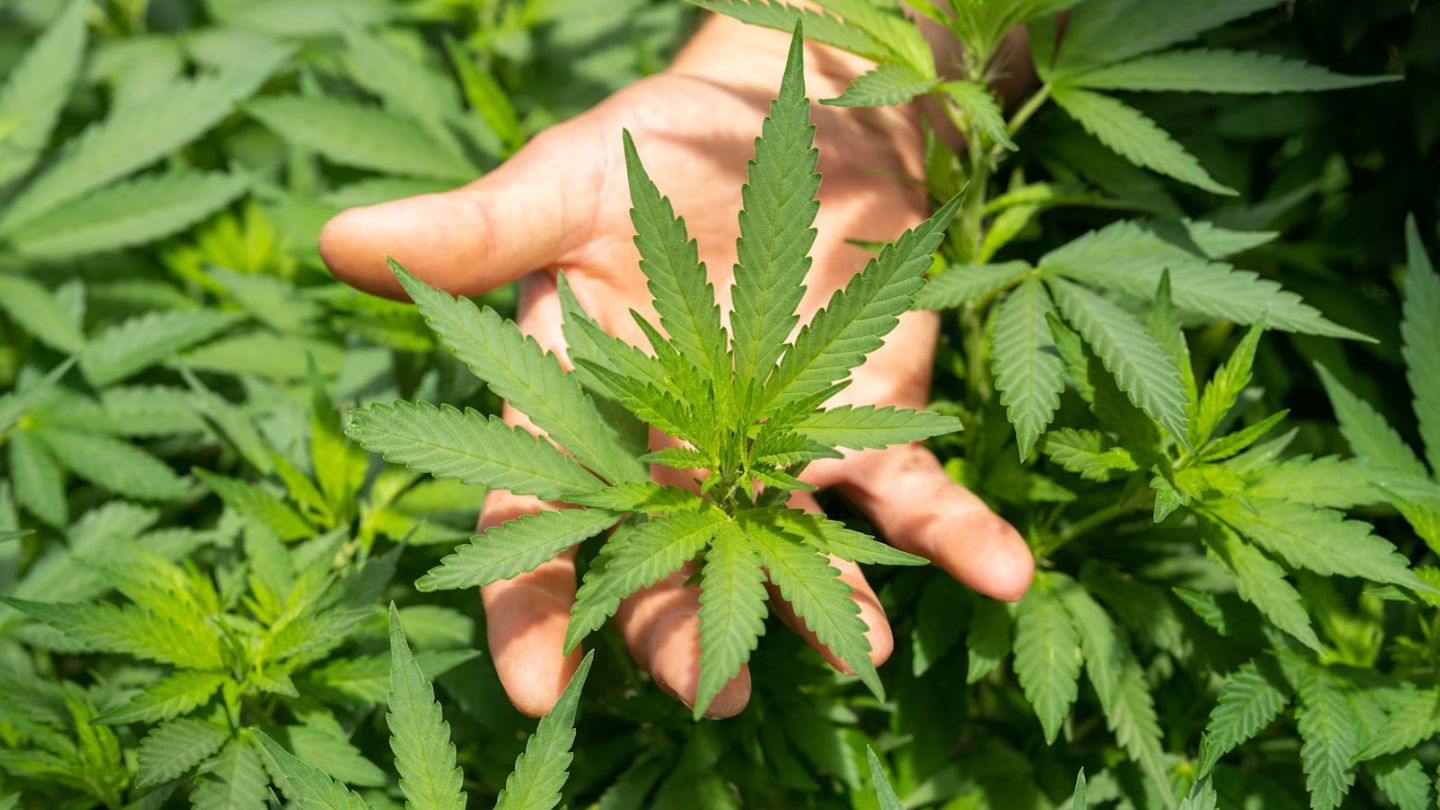 Le CBD pas cher contient-il du THC ?