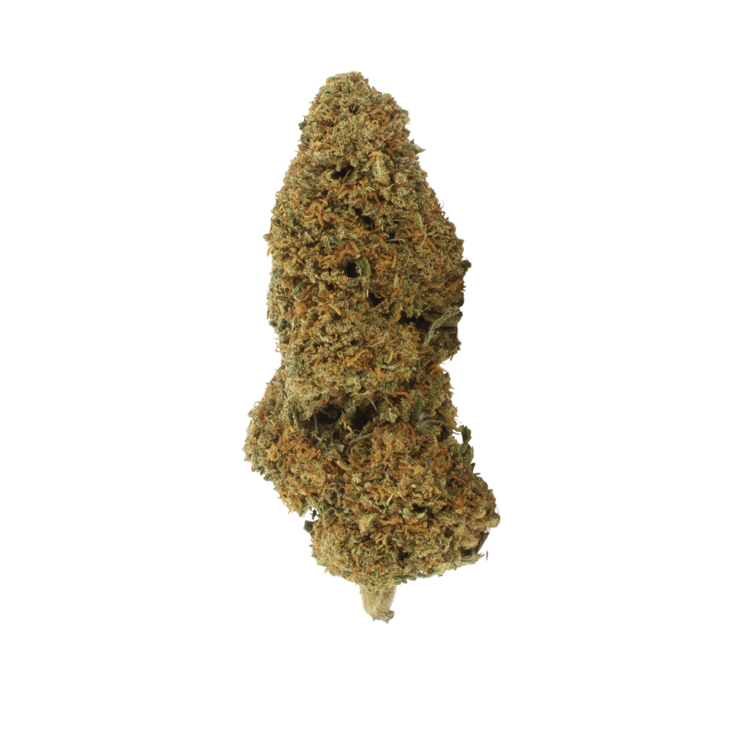 🎁 10gr Premium (100% off)